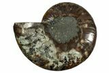 Cut & Polished Ammonite Fossil (Half) - Madagascar #344417-1
